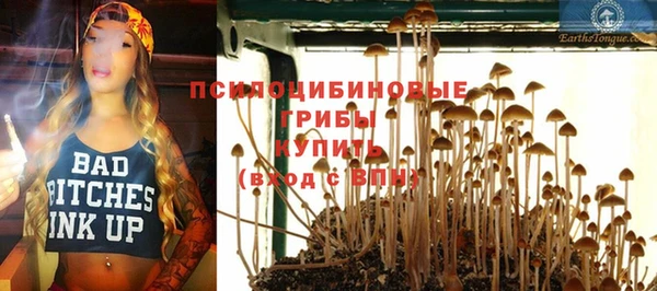 прущие грибы Медвежьегорск